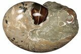Polished Fossil Nautilus (Cymatoceras) and Ammonite - Madagascar #197177-2